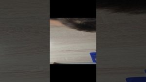 как сделать собаку