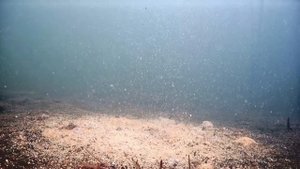 Рыба боится белой прикормки? Проверяю МИФ.  Не ожидал такой реакции