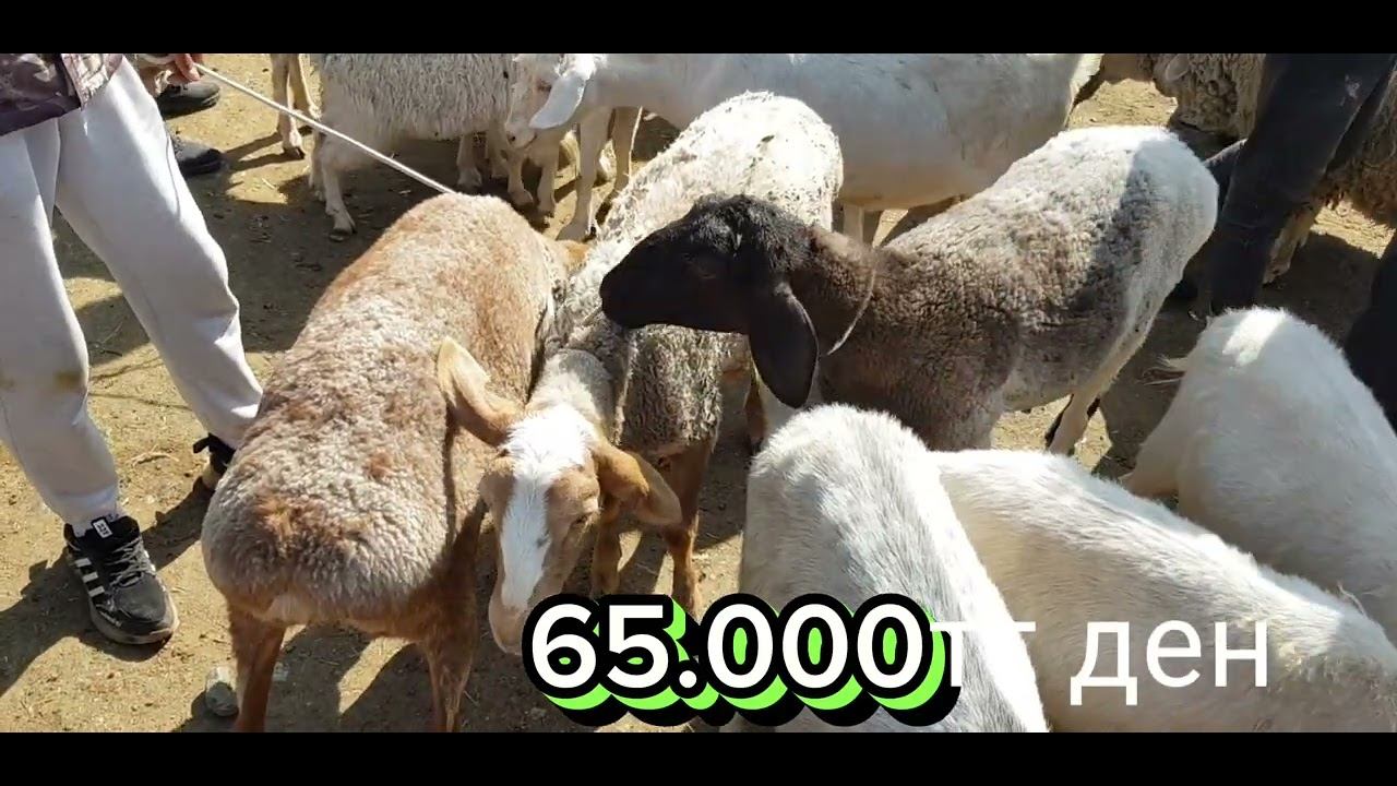 қошқар.қой.ешкі.лақ.қозы.бағалары 28.05.2023ж