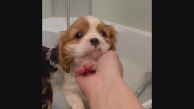 Банный день смотреть онлайн