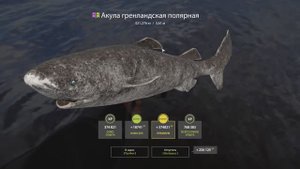 Русская Рыбалка 4. Норвежское море. Акула Гренландская Полярная. Средняя донная снасть.