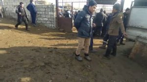 Ак Бата Мал Базары  Чоң Кичине бука баалары