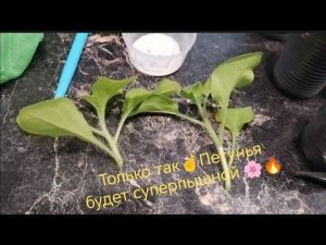 Черенкование петуньи🌱Укоренение 100%💥Всё секреты тут☝️