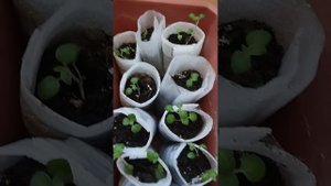 ПИКИРОВКА КАРТОФЕЛЯ ИЗ СЕМЯН 🌱