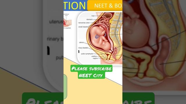 reproduction in humans #biharboard #neet2023 #cbseboard #aiims #biology