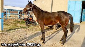 Продажа ЧК жеребчик 2023 г.р. Отец - TYLPAR Мать - SENIM ЦЕНА по тел +79883400208 ВАЦАП Телеграм