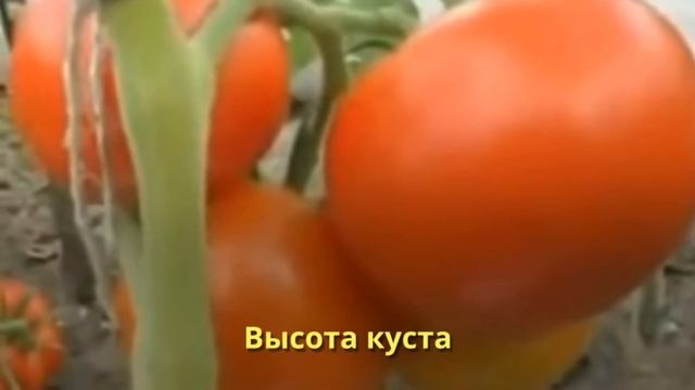 Очень ранние сорта для открытого грунта