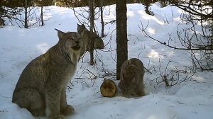 Рысь ловит зайца