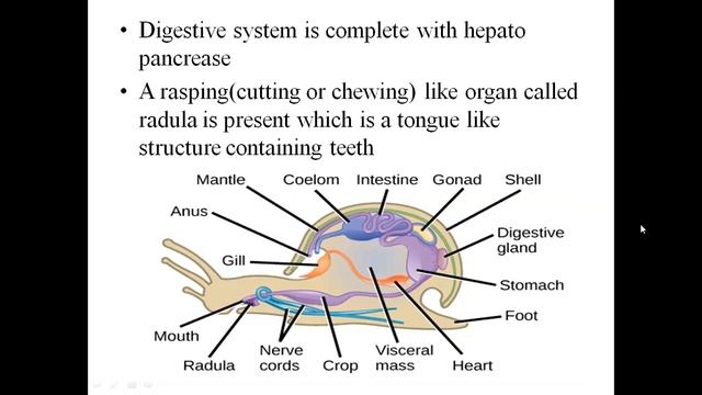 phylum mollusca class 11 смотреть онлайн