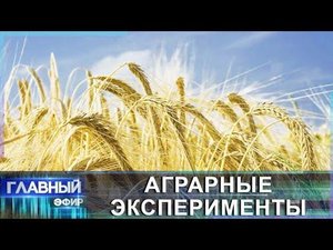Новые сорта озимого ячменя разрабатывают белорусские селекционеры. Главный эфир