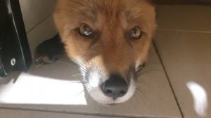 #сосед #мики #лиса участвует в беседе