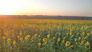 Наш опыт выращивания ПОДСОЛНУХА на нашем участке