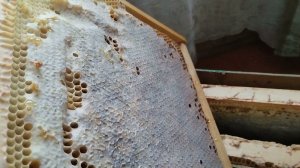 Пасека. Как согреть рамки с мёдом.
