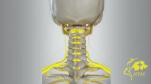 Атлас Стандарт