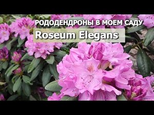 РОДОДЕНДРОНЫ В МОЕМ САДУ: УХОД ВЕСНОЙ | Рододендрон Roseum Elegans