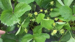 Рассада Сорт Альба 🍓🍓🍓