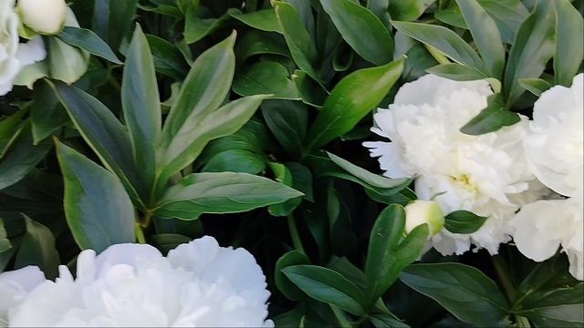 Цветы июня. Музыкальная пауза. В. Палаускас