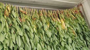 Томление Ориентальных сортов табака