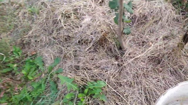 ФУНДУК ." Удачный клон Шедевра " . Сигнальный урожай . смотреть онлайн