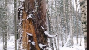 Ищу металл на УЖД по соседству с медведем...