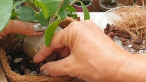 Необычный эпифит Хиднофитум Папуанум #Hydnophytum PAPUANUM