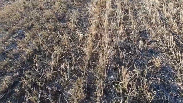 Перше Азотне Живлення Озимої Пшениці 2021 | Як Вчасно Підживити Озимину?