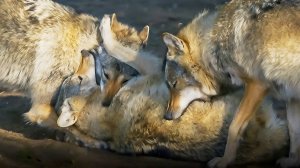 Тайный язык животных: как и о чем разговаривают дикие звери? | Все как у людей