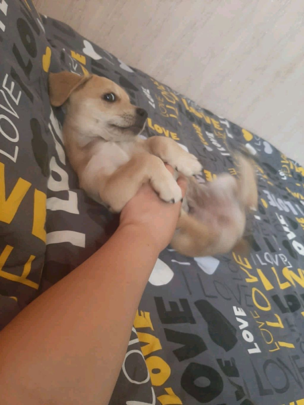 комп