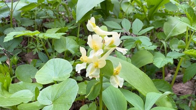 Тульские засеки. Весна. Полевая работа#2