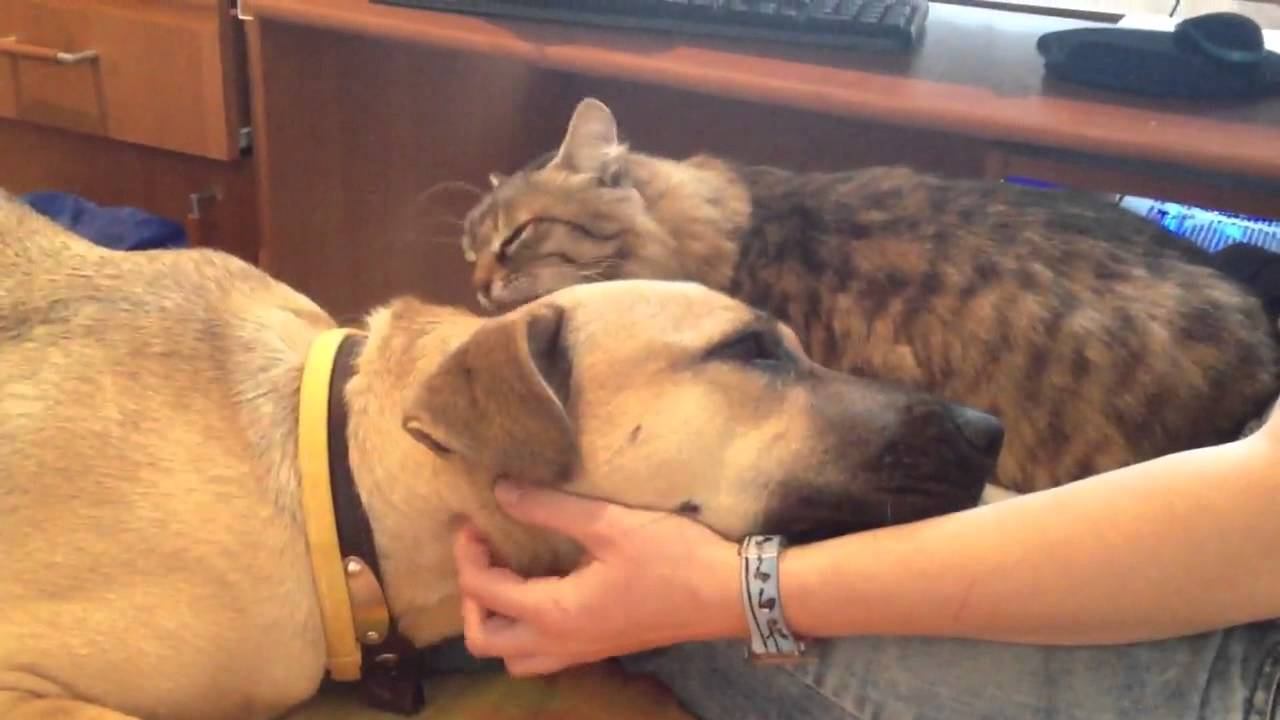 Мыша умывает Афину! смотреть онлайн