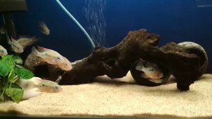 Цихлазома Эллиота (Thorichthys ellioti),подростки