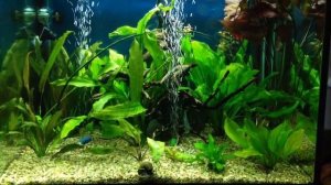 Juwel lido 200 and 6 diskus cobalt