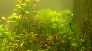 Растения на 14 07 22