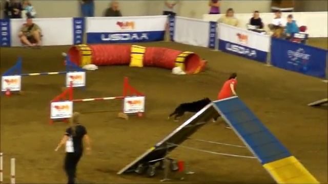 Finesse wins the 2011 USDAA Grand Prix of Dog Agility! смотреть онлайн