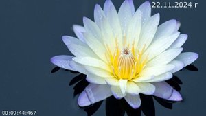 980 О четвертом 22.11.2024 г