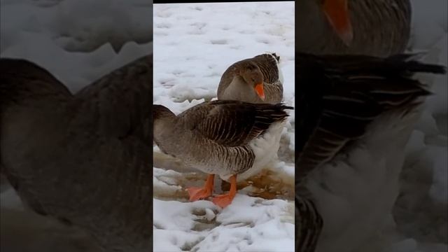 Детям о гусях...)