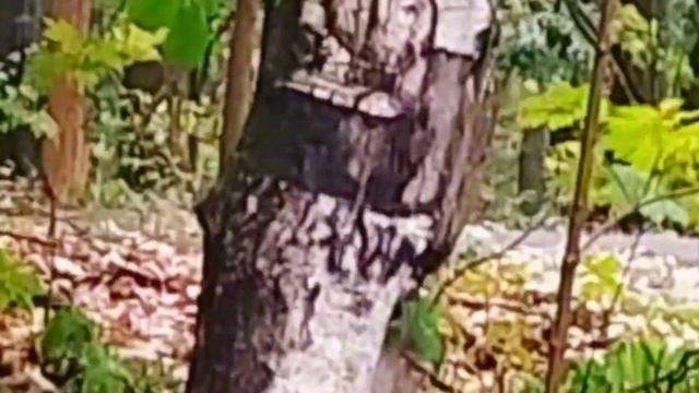 1 часть ПРОГУЛКИ 28.09.24