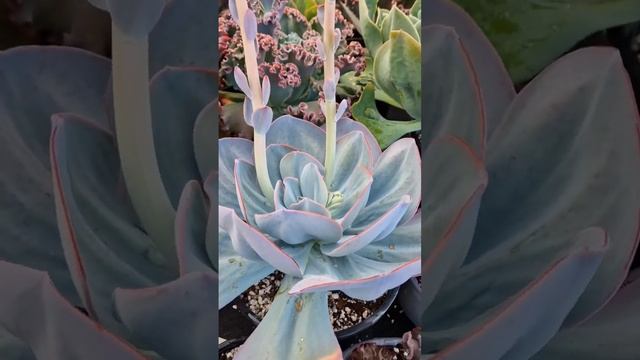 Echeveria gigantea, uno de los fenotipos más hermosos #echeveria #suculentas #cactus