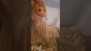 Хомячиха съела своих детей??!!!