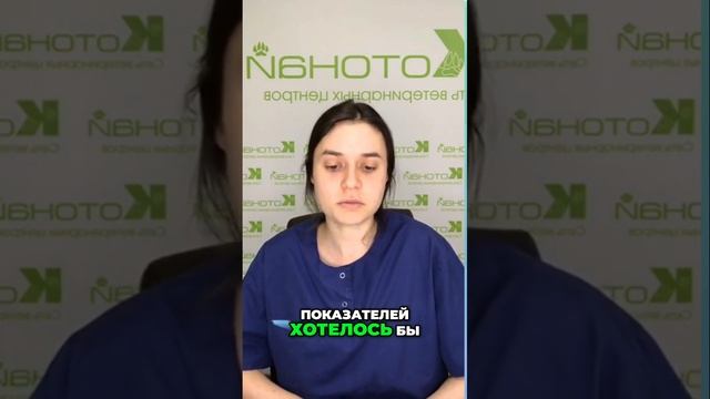 Как подготовить питомца к сдаче анализа крови