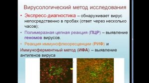 8:00-9:30 Лекция 2 ВИРУСЫ