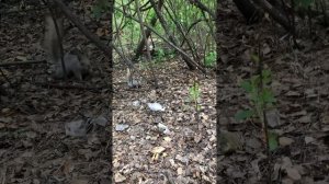 Жизнь белок