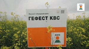 Обзор гибридов ярового рапса KWS 2023