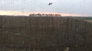 Сеем Австрийский двухрядный ячмень Ханнелоре