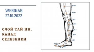 ВЕБИНАР СЛОЙ ТАЙ ИН. КАНАЛ СЕЛЕЗЕНКИ. КИТАЙСКАЯ МЕДИЦИНА.