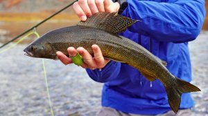 Снова аляскинский хариус, ищем крупного гольца в озере Коолень. Чукотка.Покидаем балок,обратный пут