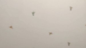 Обои Andrea Rossi с птичками(54356-1) Результат поклейки. Отзывы. Рекомендации по выбору обоев.