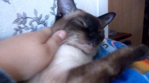 Бью кота! УМРЕТ? Эксперемент