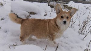 Вельш корги пемброк щенки