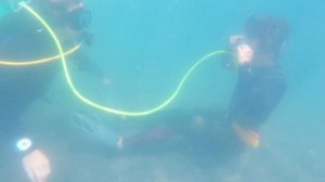 Tandem scuba diving training [mask clearing and communication underwater]